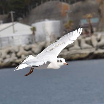 ユリカモメ 三崎漁港 2019年12月25日(水)