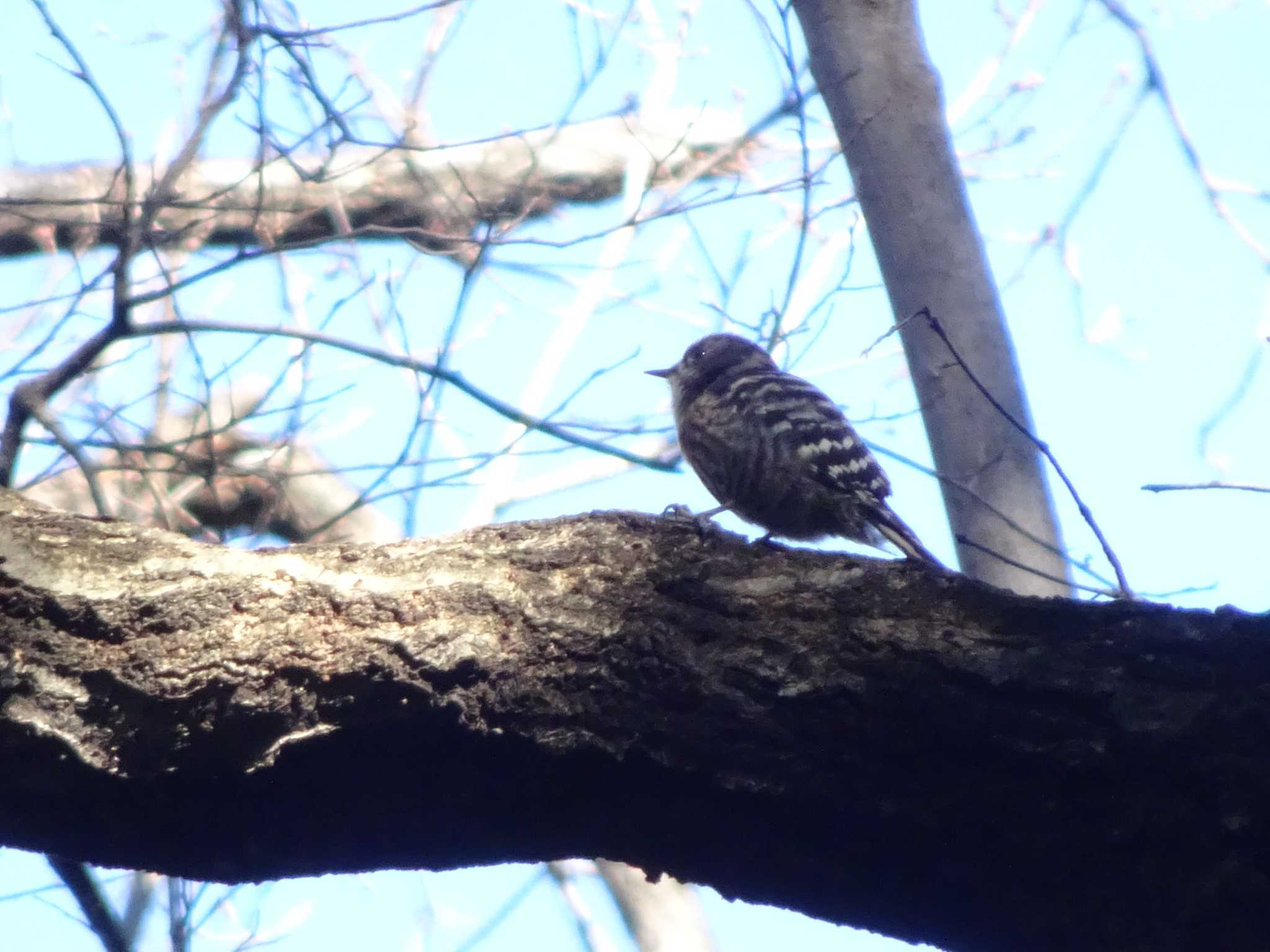 Japanese Pygmy Woodpecker