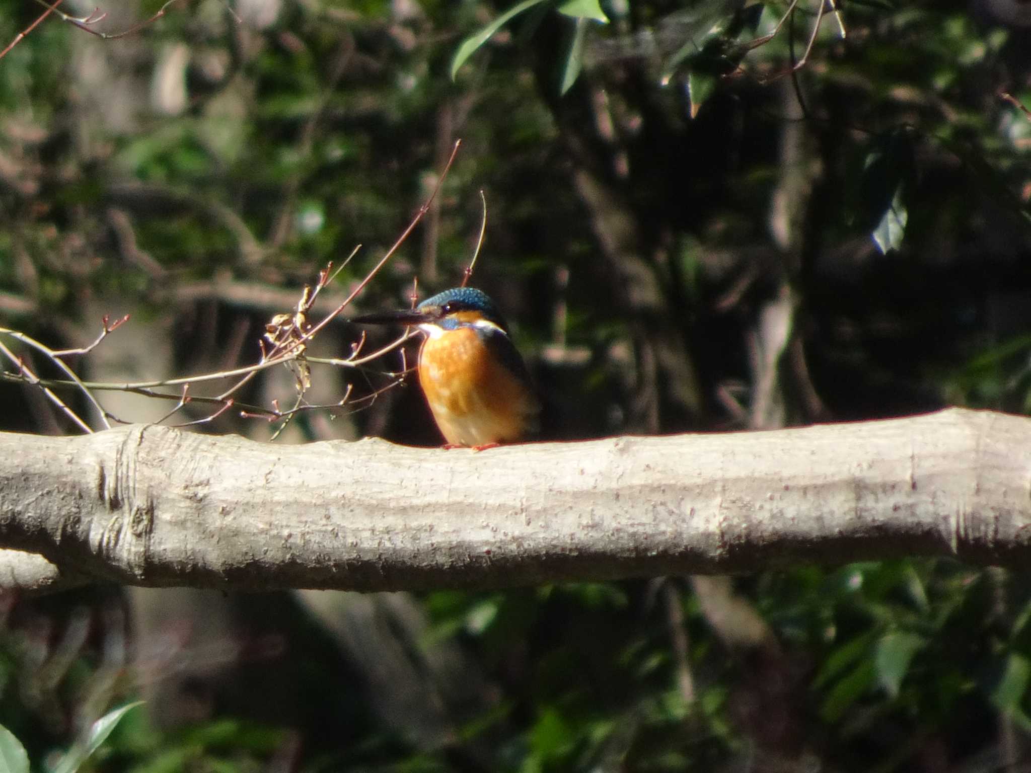 Photo of Common Kingfisher at Meiji Jingu(Meiji Shrine) by Kozakuraband