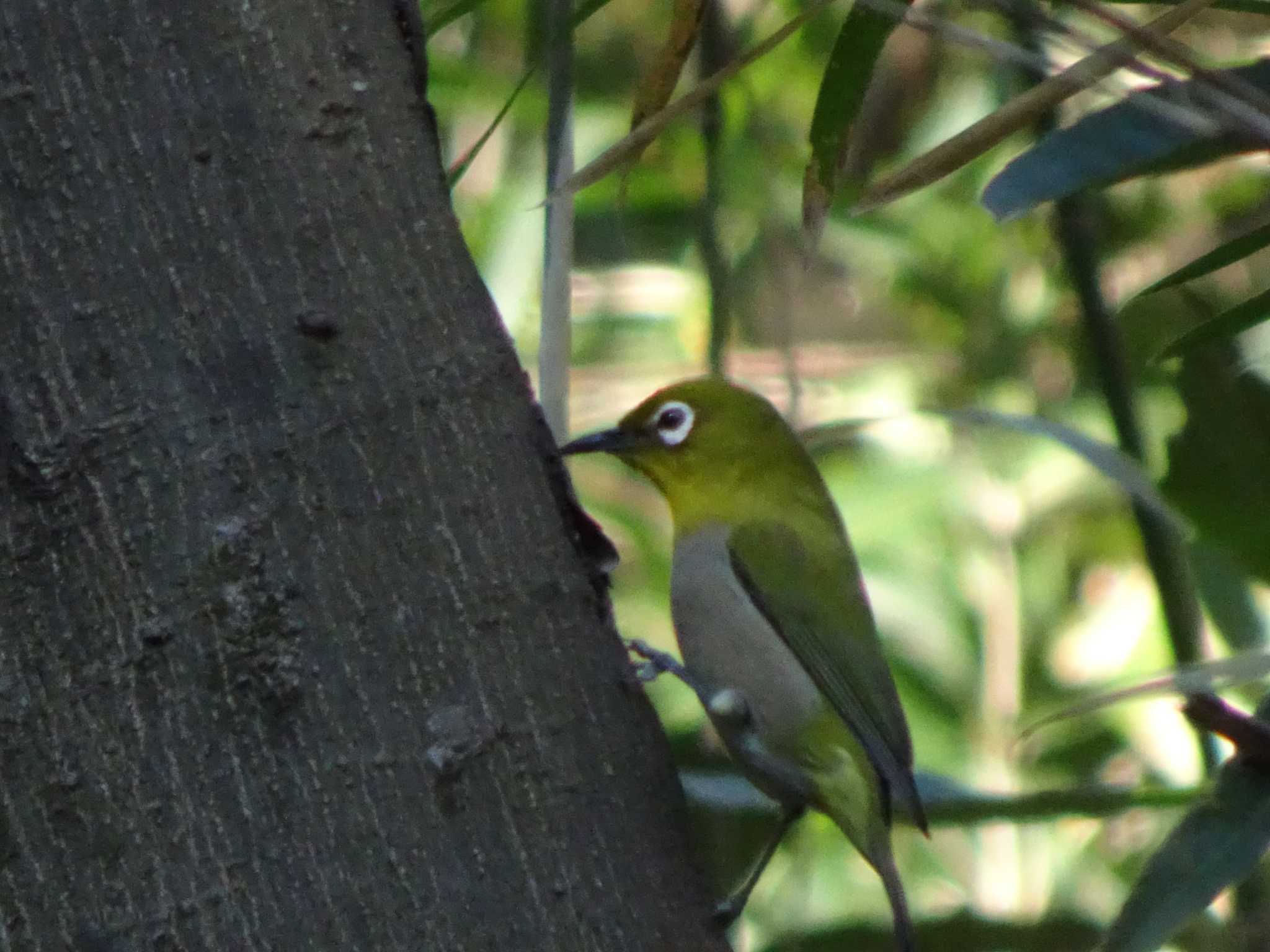 Warbling White-eye