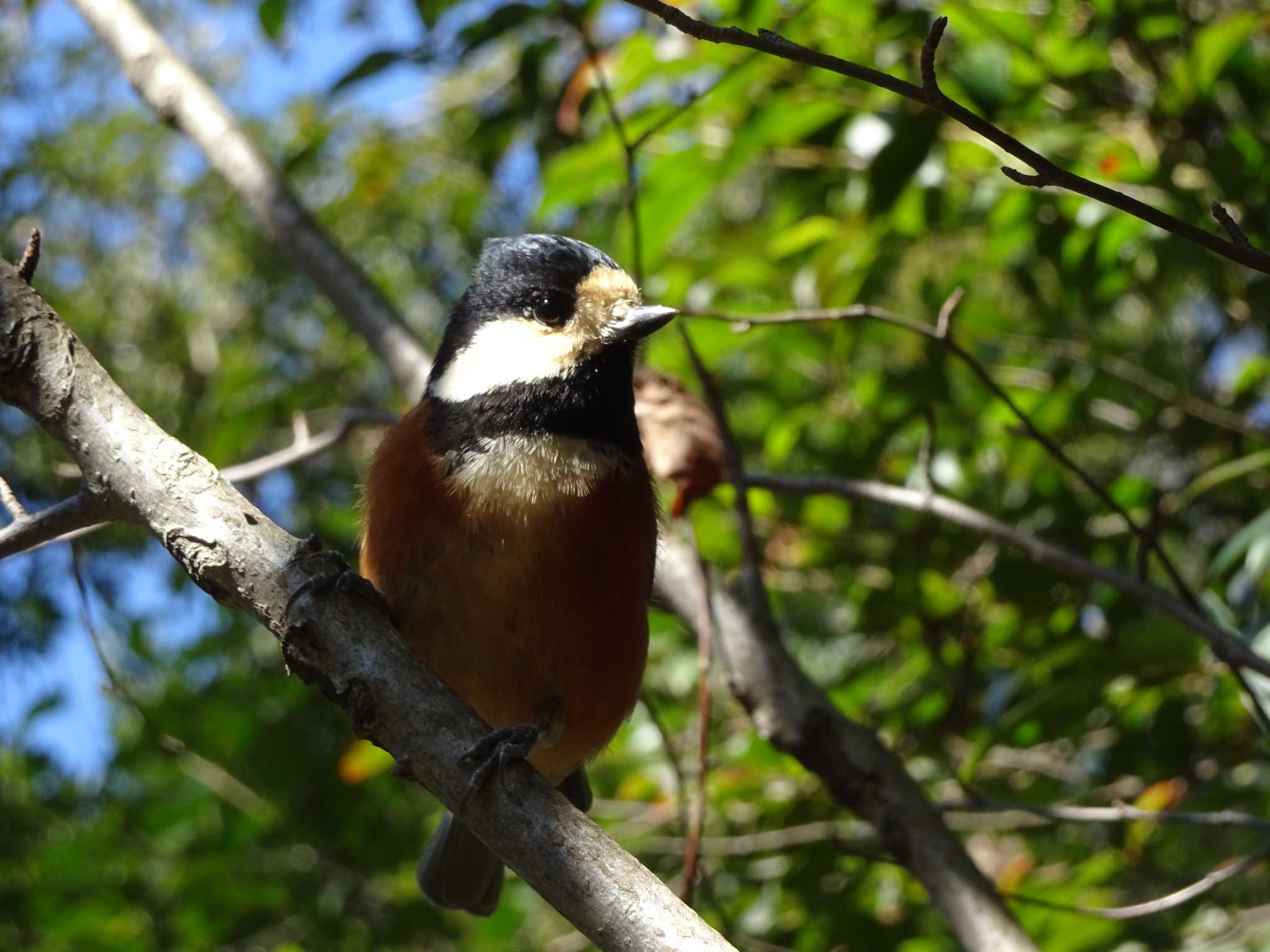 Photo of Varied Tit at Meiji Jingu(Meiji Shrine) by Kozakuraband