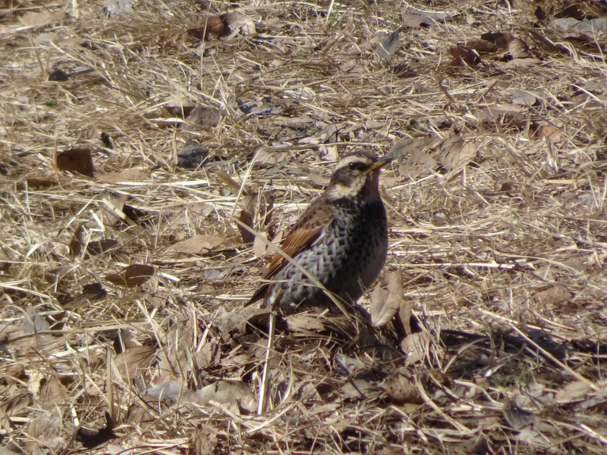 Dusky Thrush