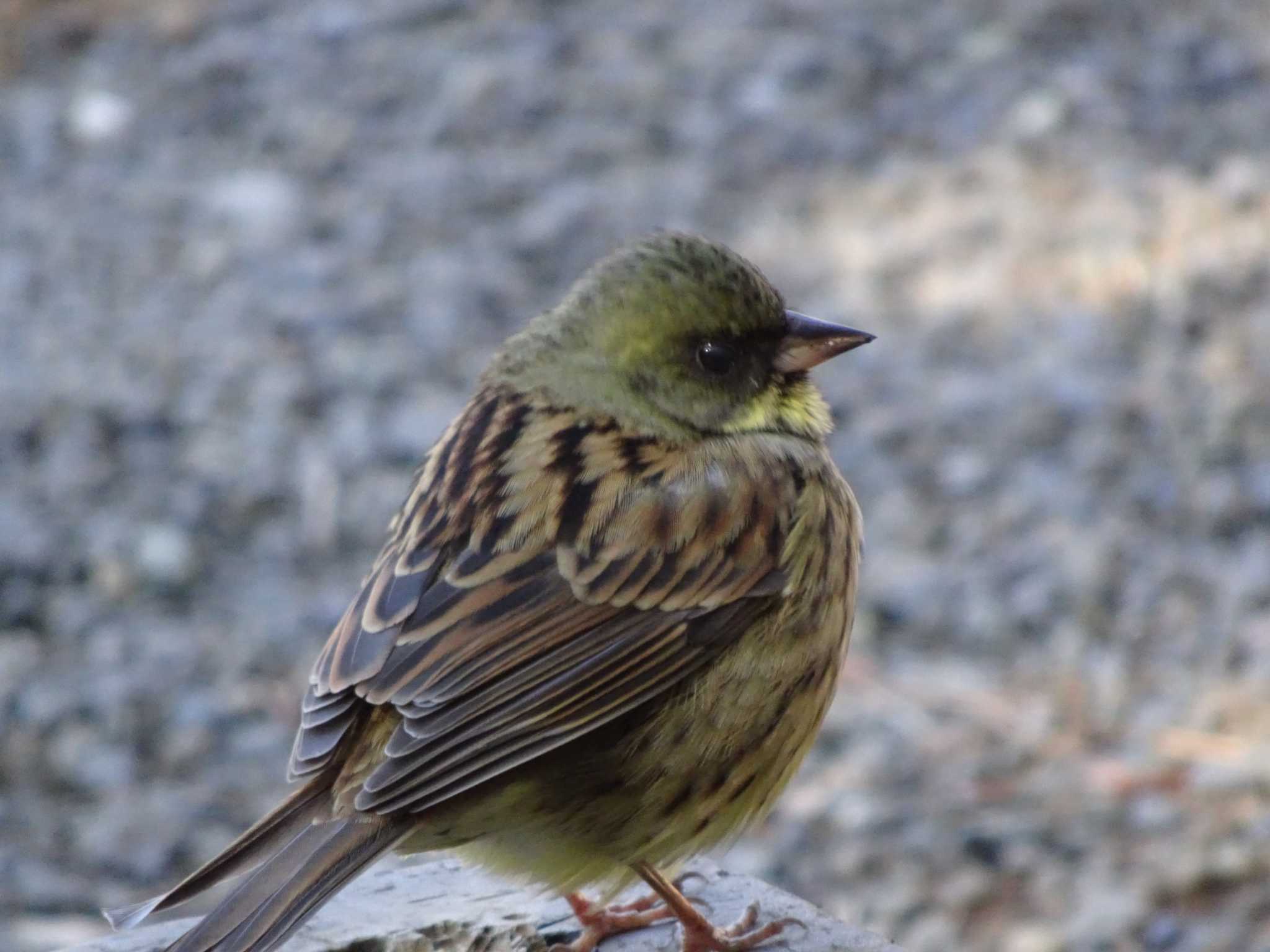 Masked Bunting