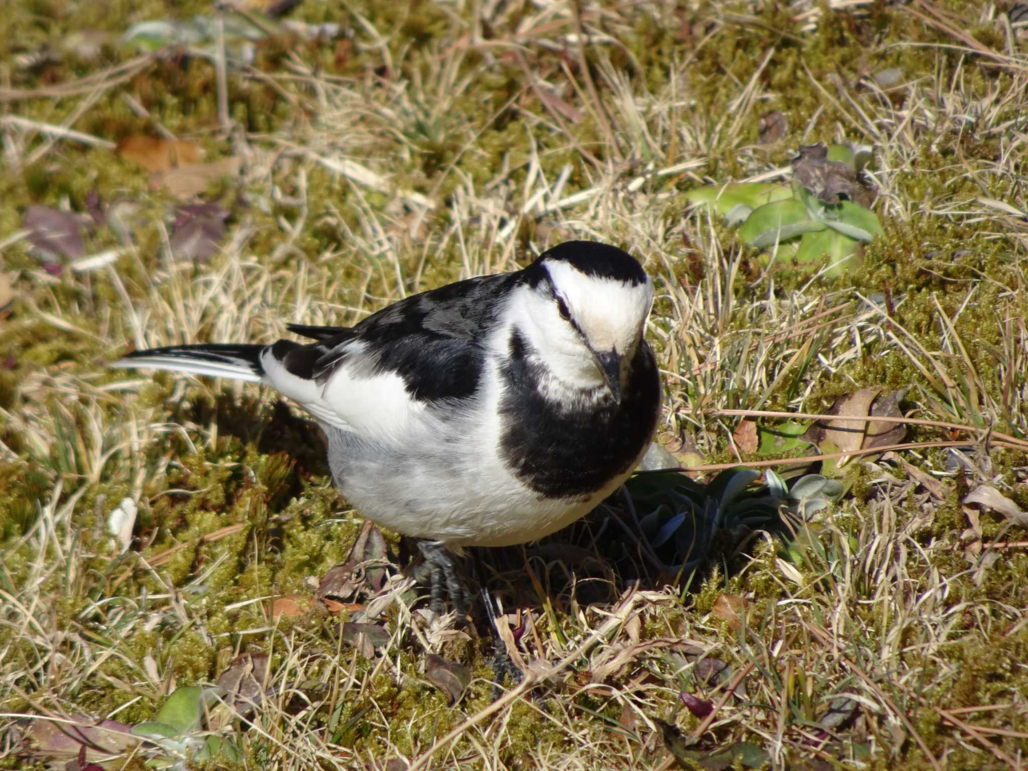 Photo of White Wagtail at Meiji Jingu(Meiji Shrine) by Kozakuraband