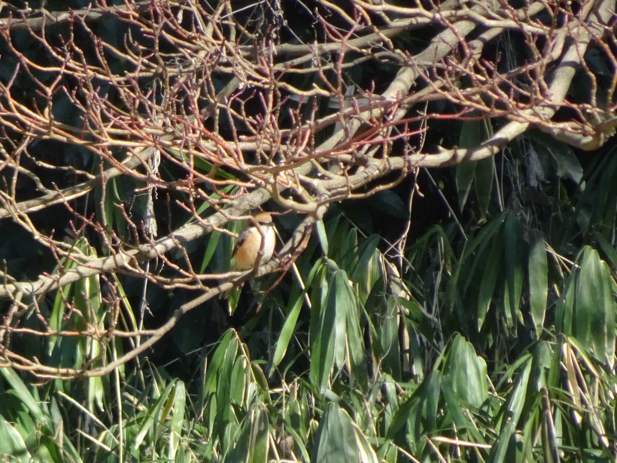 Bull-headed Shrike