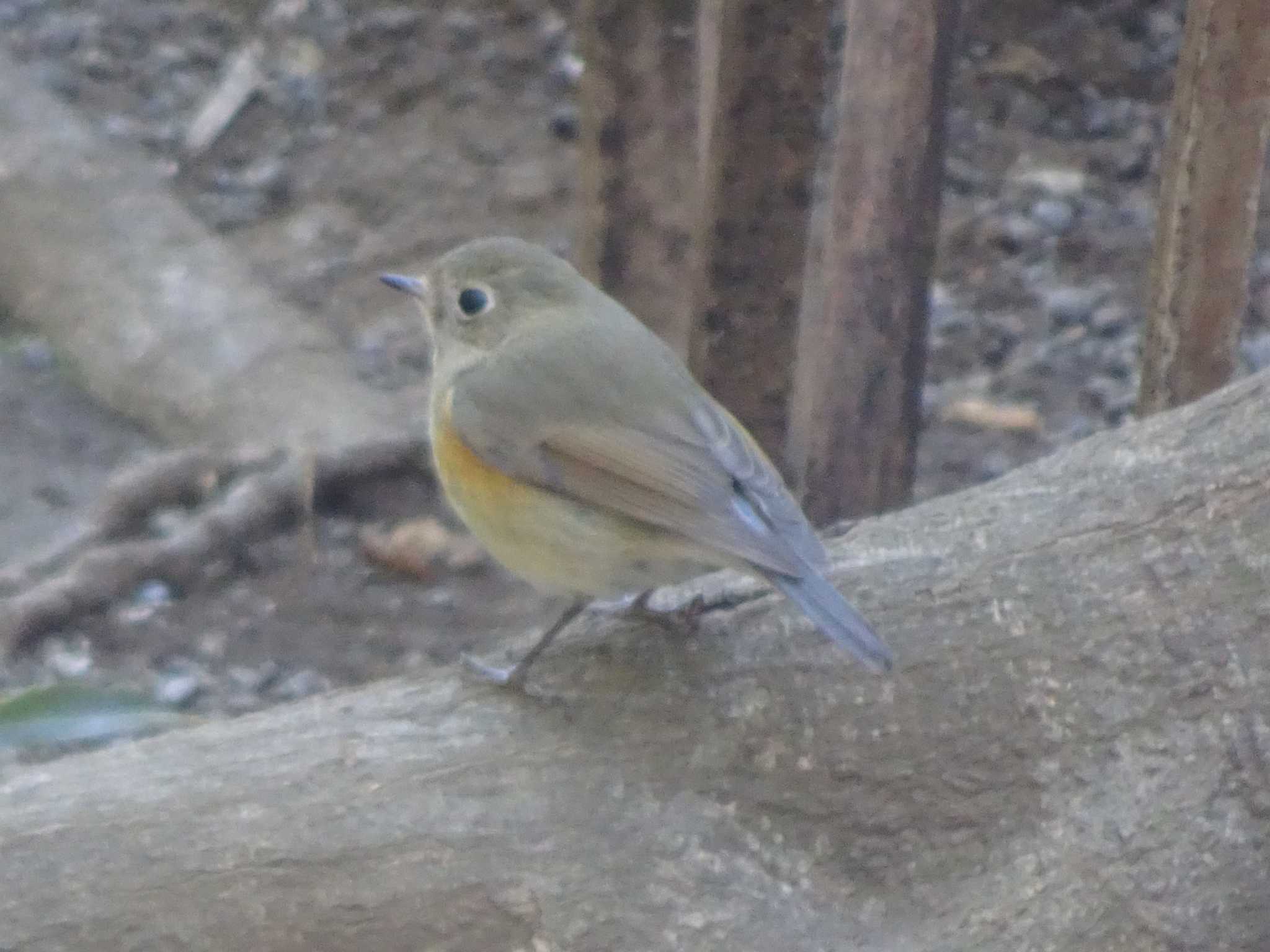 Red-flanked Bluetail