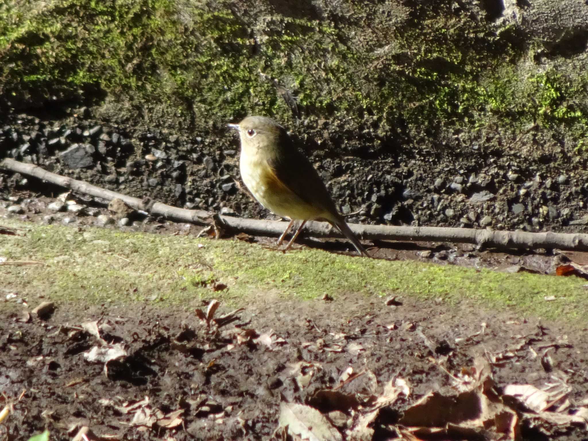 Photo of Red-flanked Bluetail at Meiji Jingu(Meiji Shrine) by Kozakuraband