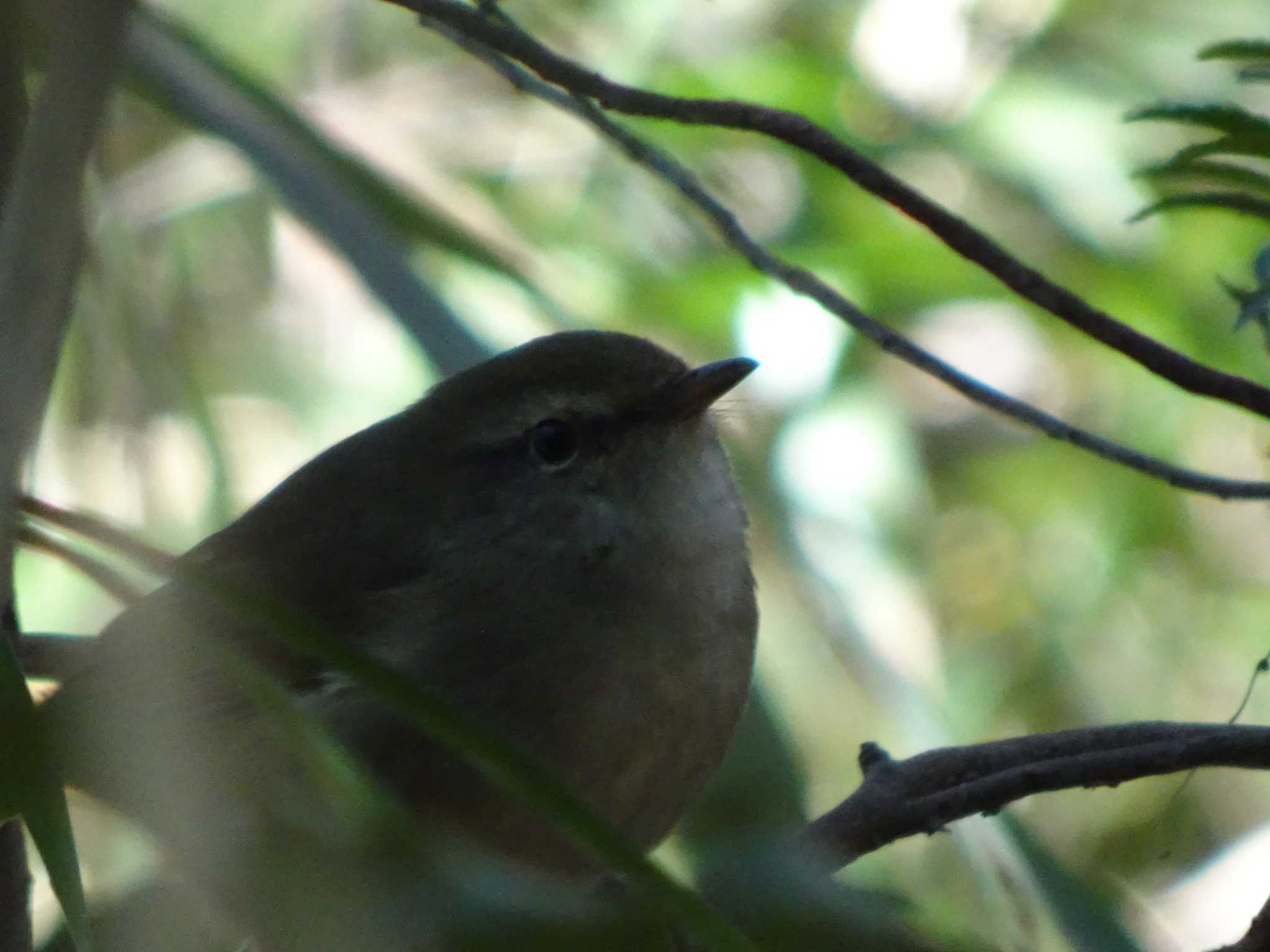 Japanese Bush Warbler