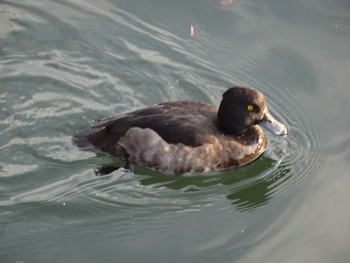 Tufted Duck Unknown Spots Unknown Date