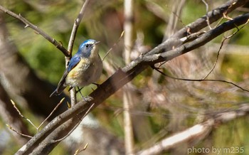 Red-flanked Bluetail 菱山深沢林道 Tue, 2/11/2020