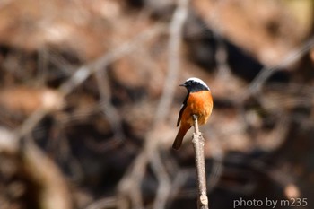 Daurian Redstart 菱山深沢林道 Tue, 2/11/2020