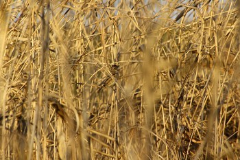 Common Reed Bunting 小貝川 Tue, 2/11/2020