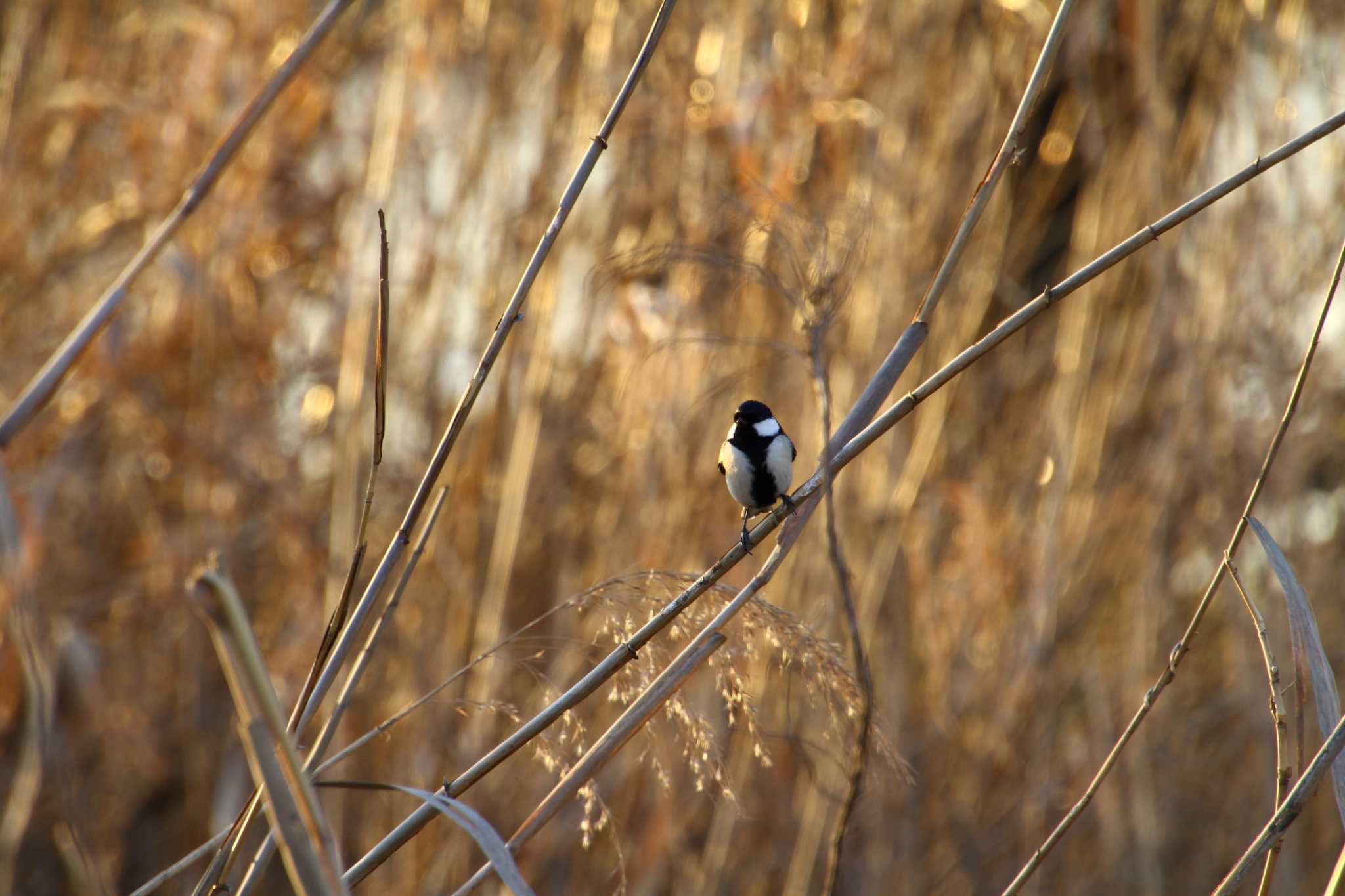 Photo of Japanese Tit at 小貝川 by hirano