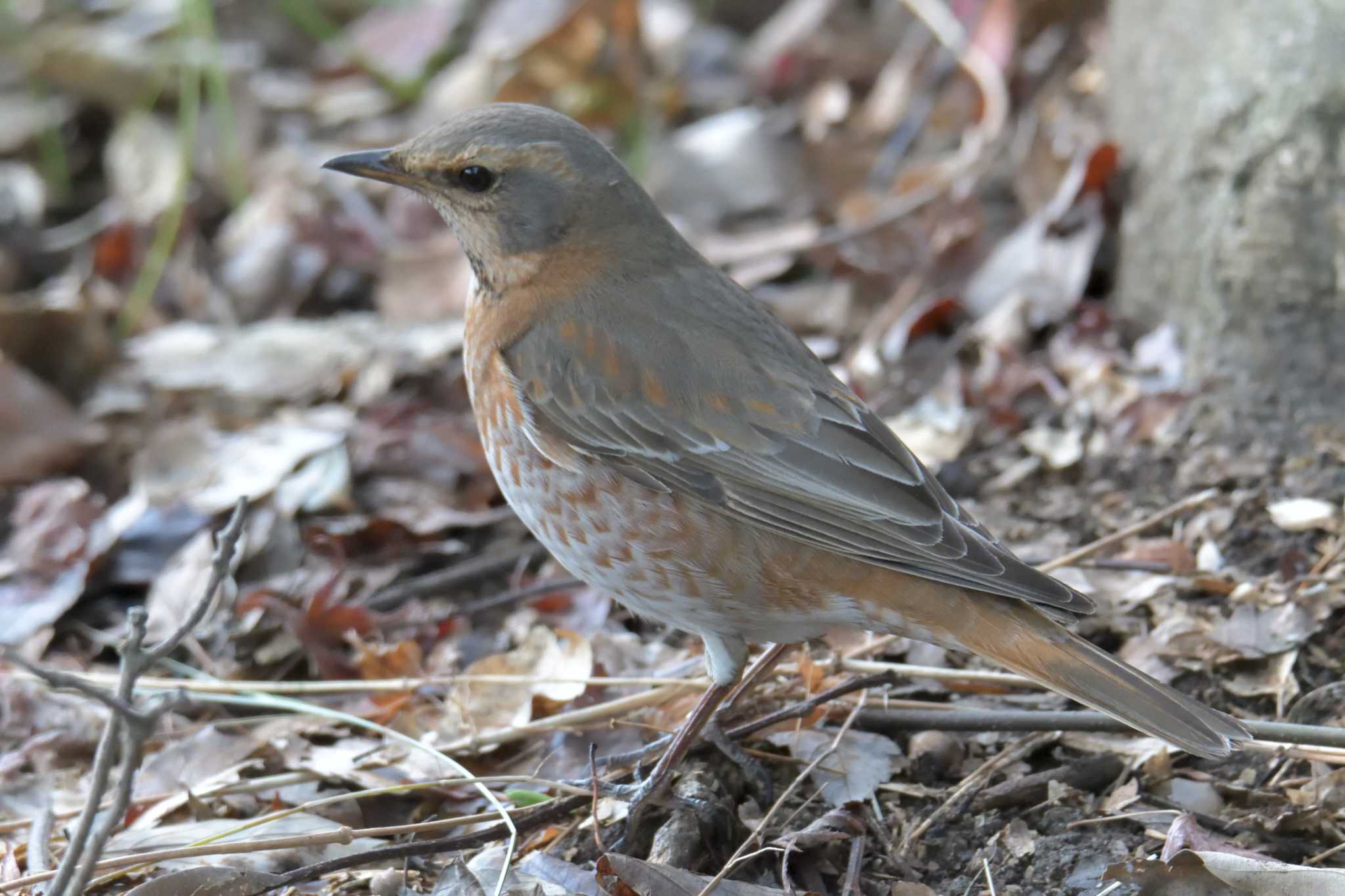 Photo of Naumann's Thrush at 京都府立植物園 by masatsubo