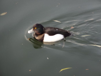 Tufted Duck 井の頭恩賜公園 Unknown Date