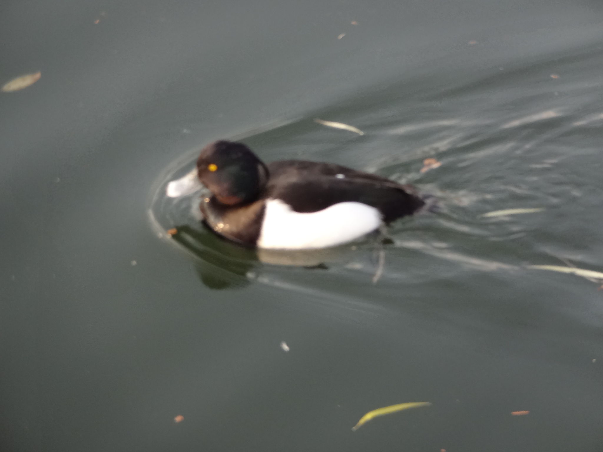 井の頭恩賜公園 キンクロハジロの写真 by J