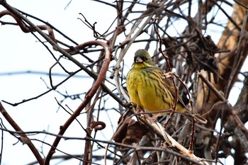 Masked Bunting 御殿場市 Sun, 2/2/2020