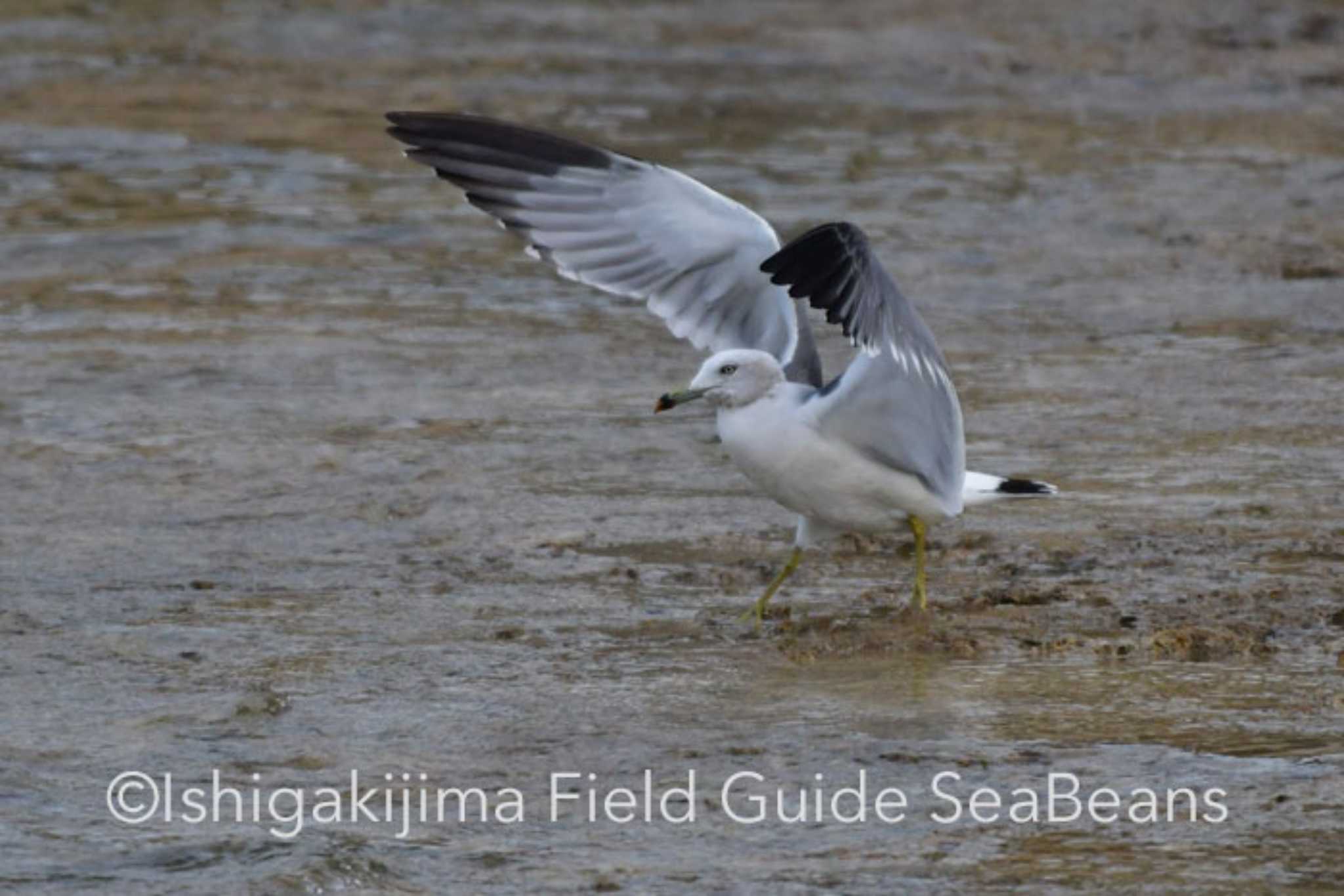 石垣島 ウミネコの写真 by 石垣島バードウオッチングガイドSeaBeans