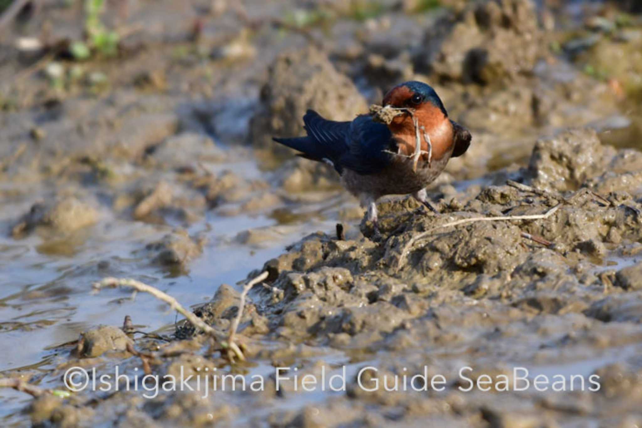 Photo of Pacific Swallow at Ishigaki Island by 石垣島バードウオッチングガイドSeaBeans