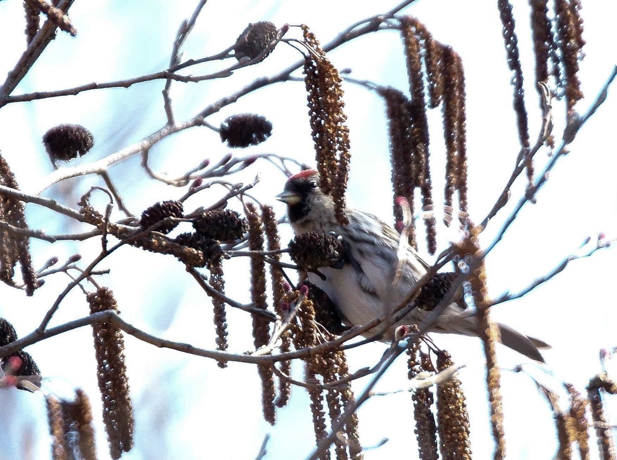 Common Redpoll