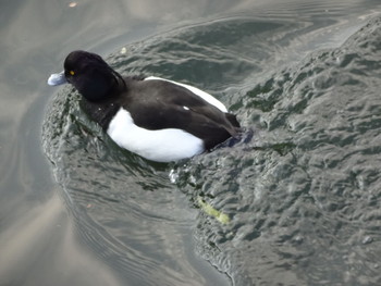 Tufted Duck 井の頭恩賜公園 Unknown Date