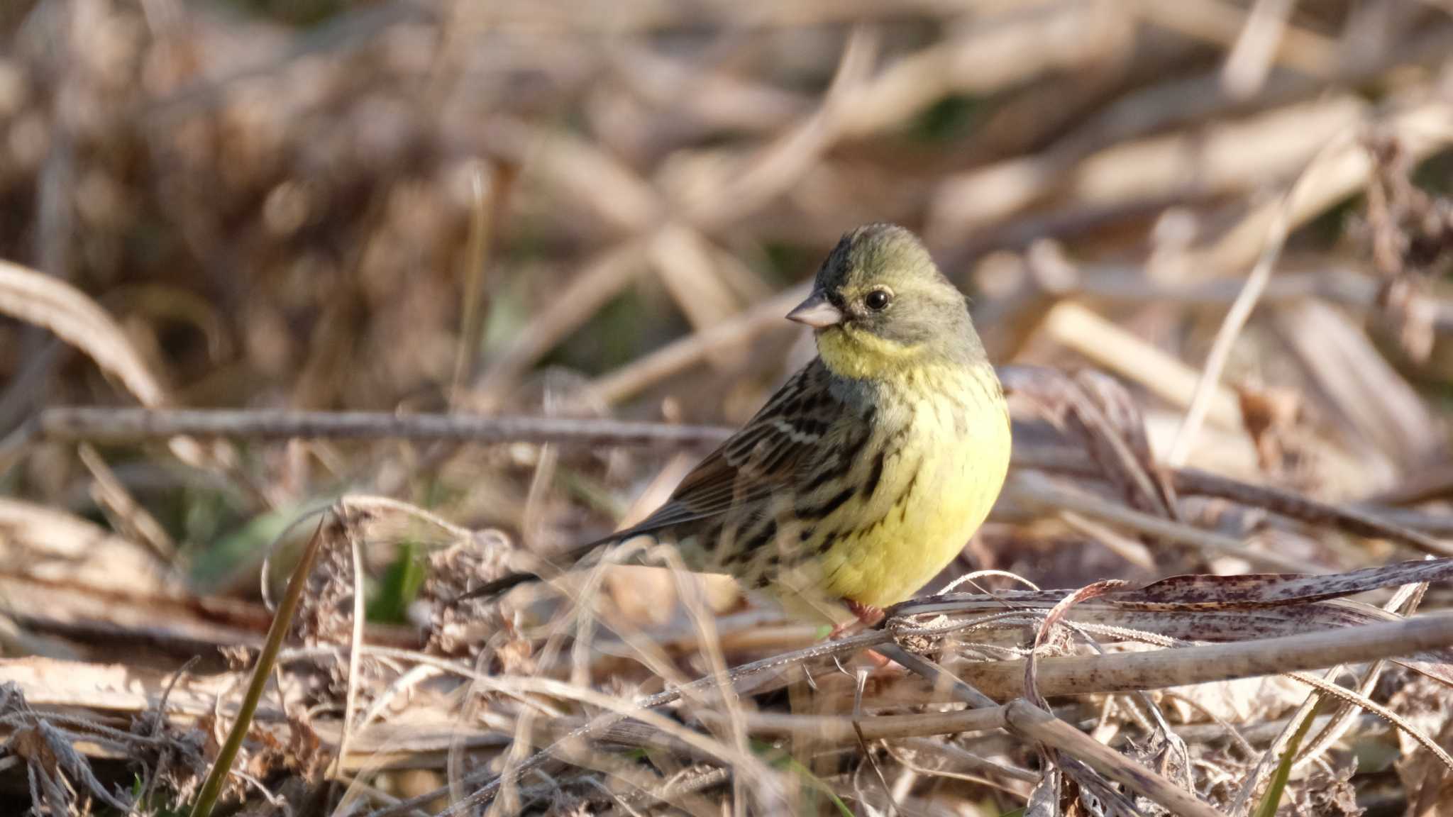 アオジ