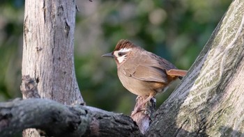 2020年2月10日(月) 多々良沼の野鳥観察記録