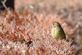 Masked Bunting Nogawa Mon, 2/10/2020