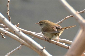 Japanese Bush Warbler Nogawa Mon, 2/10/2020