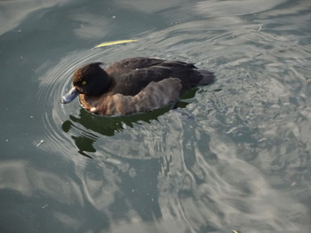 キンクロハジロ 井の頭恩賜公園 撮影日未設定