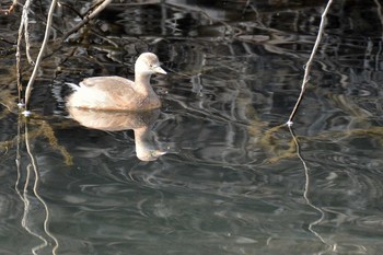 Little Grebe Nogawa Mon, 2/10/2020