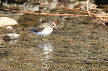 Common Sandpiper Nogawa Mon, 2/10/2020