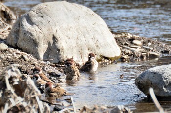 2020年2月10日(月) 野川の野鳥観察記録