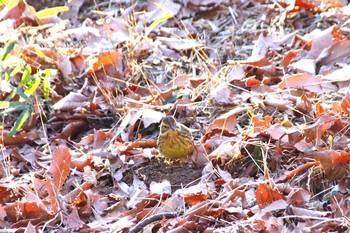 Masked Bunting 多摩市 Tue, 2/11/2020