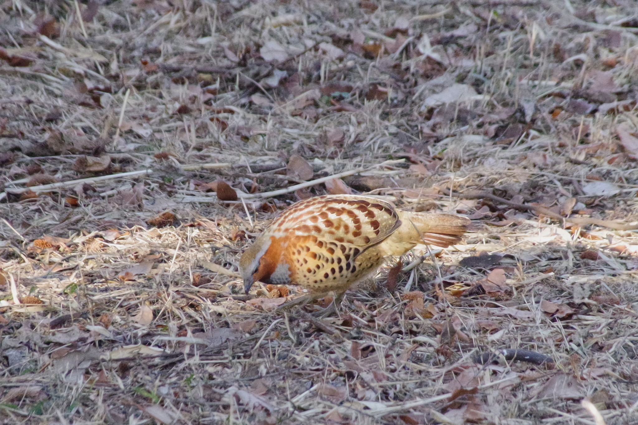 Photo of Chinese Bamboo Partridge at 多摩市 by SPR