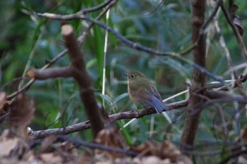 Red-flanked Bluetail 多摩市 Tue, 2/11/2020