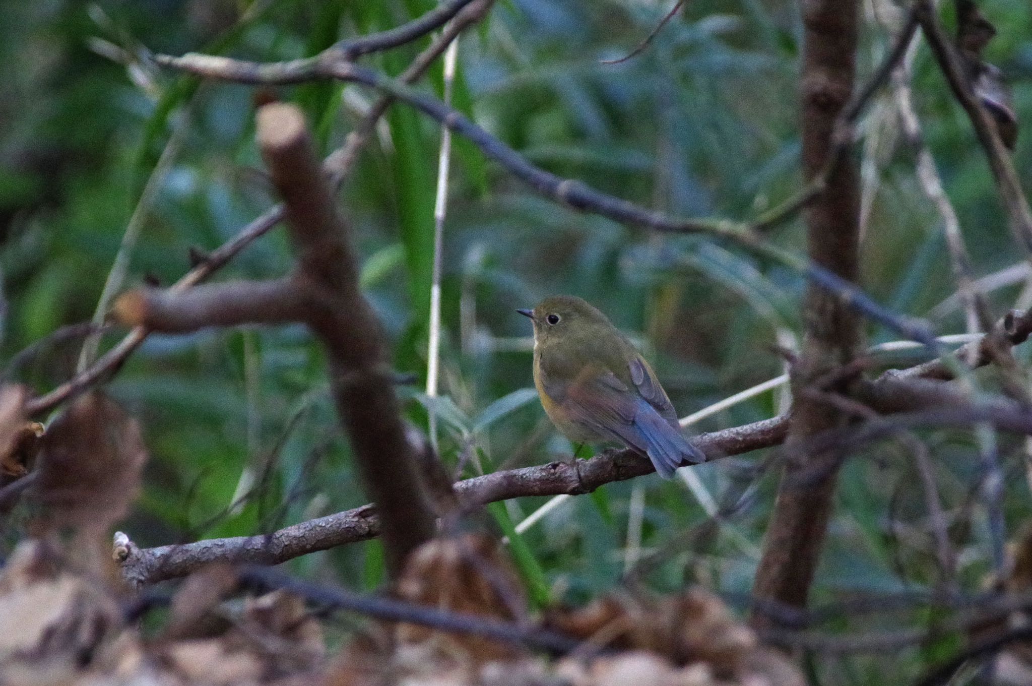 Photo of Red-flanked Bluetail at 多摩市 by SPR