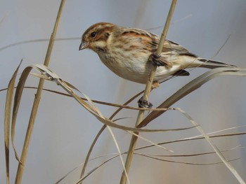 2020年2月10日(月) 北印旛沼の野鳥観察記録