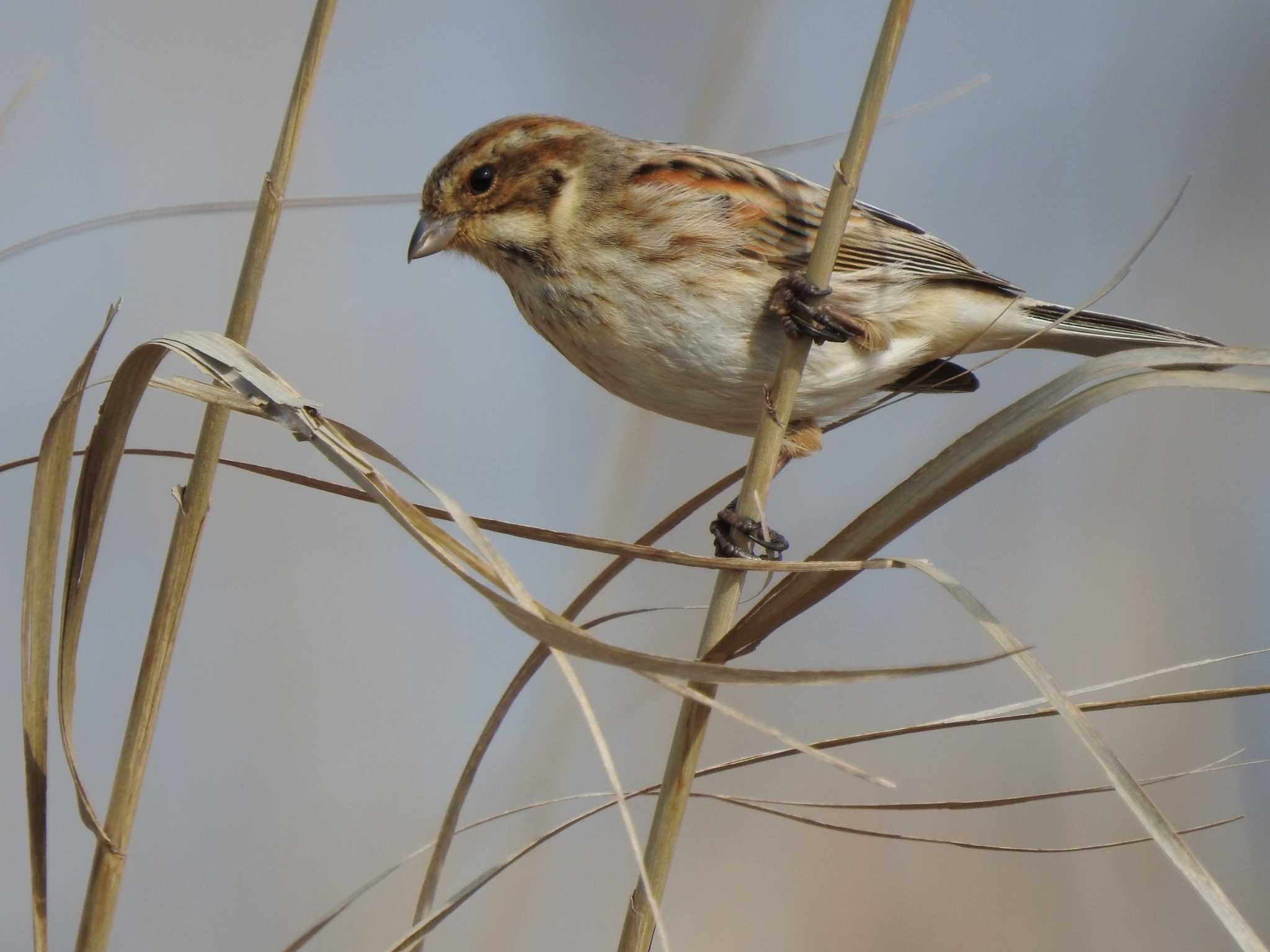 Common Reed Bunting