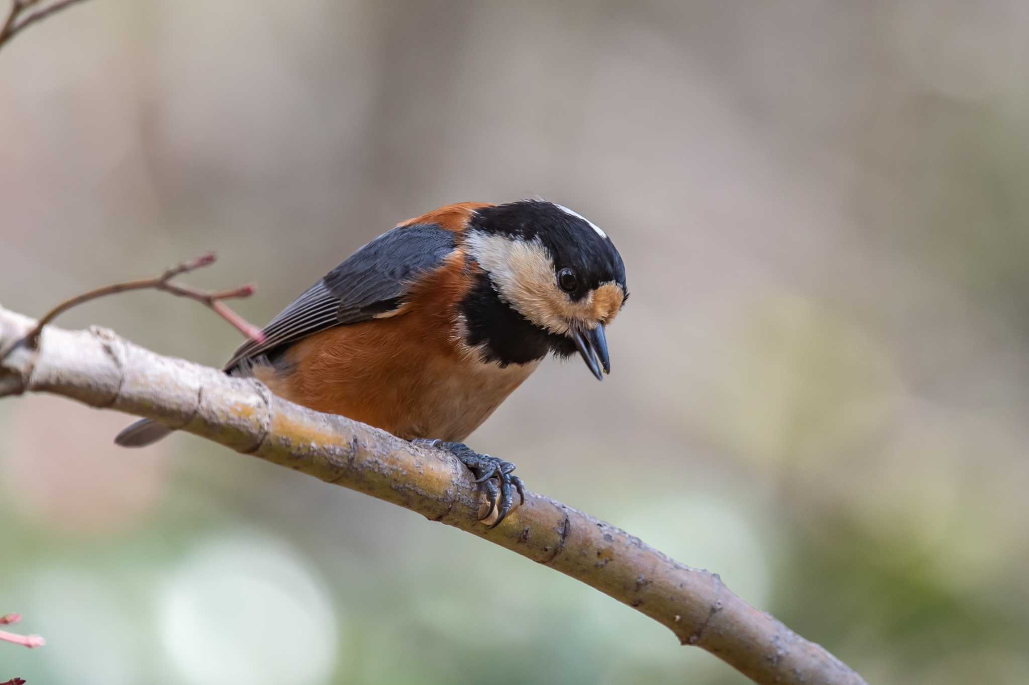 Photo of Varied Tit at 姫路市自然観察の森 by ときのたまお