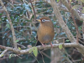 ガビチョウ 箱根 2019年12月18日(水)