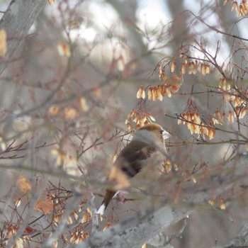 Hawfinch Makomanai Park Wed, 2/12/2020