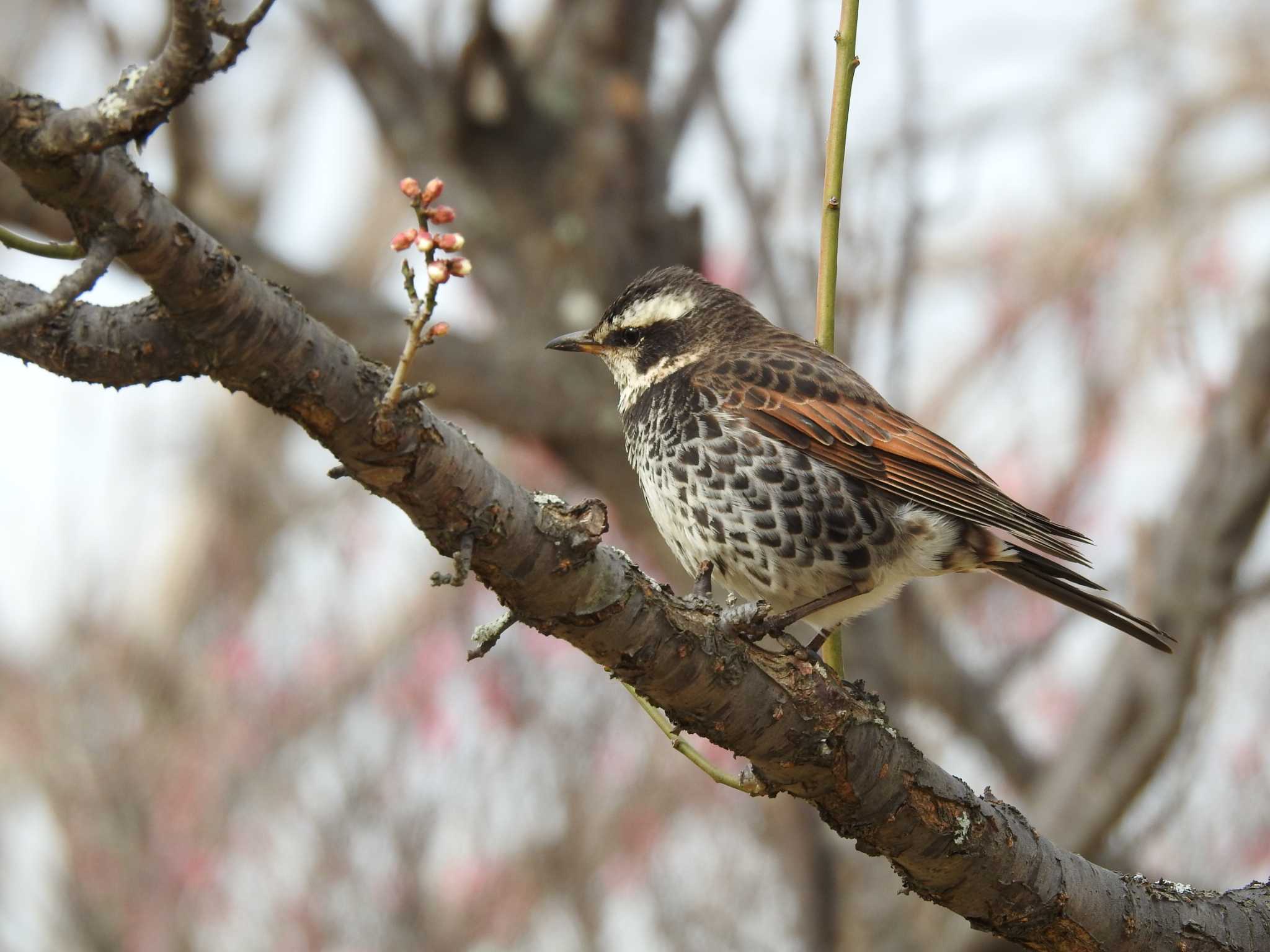 Dusky Thrush