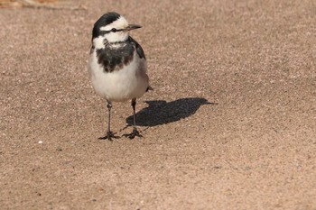 2020年2月8日(土) 網代の野鳥観察記録