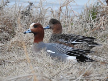 Eurasian Wigeon 吉野川河口 Mon, 2/10/2020