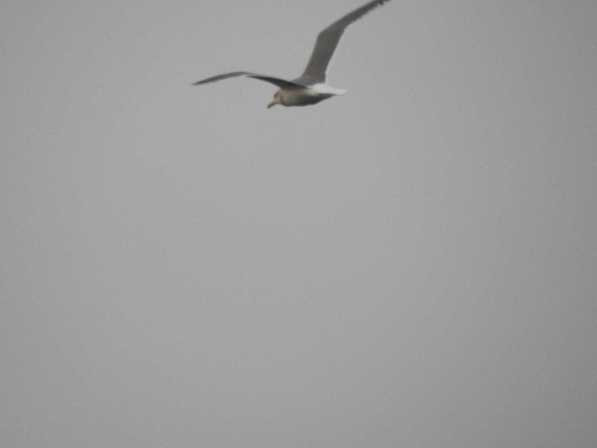 Vega Gull