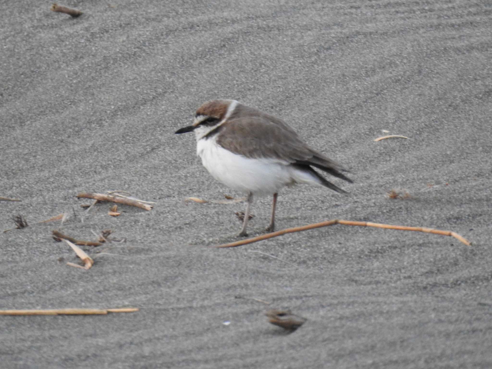 Kentish Plover