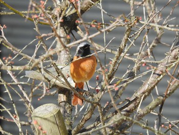 Daurian Redstart 吉野川河口 Mon, 2/10/2020