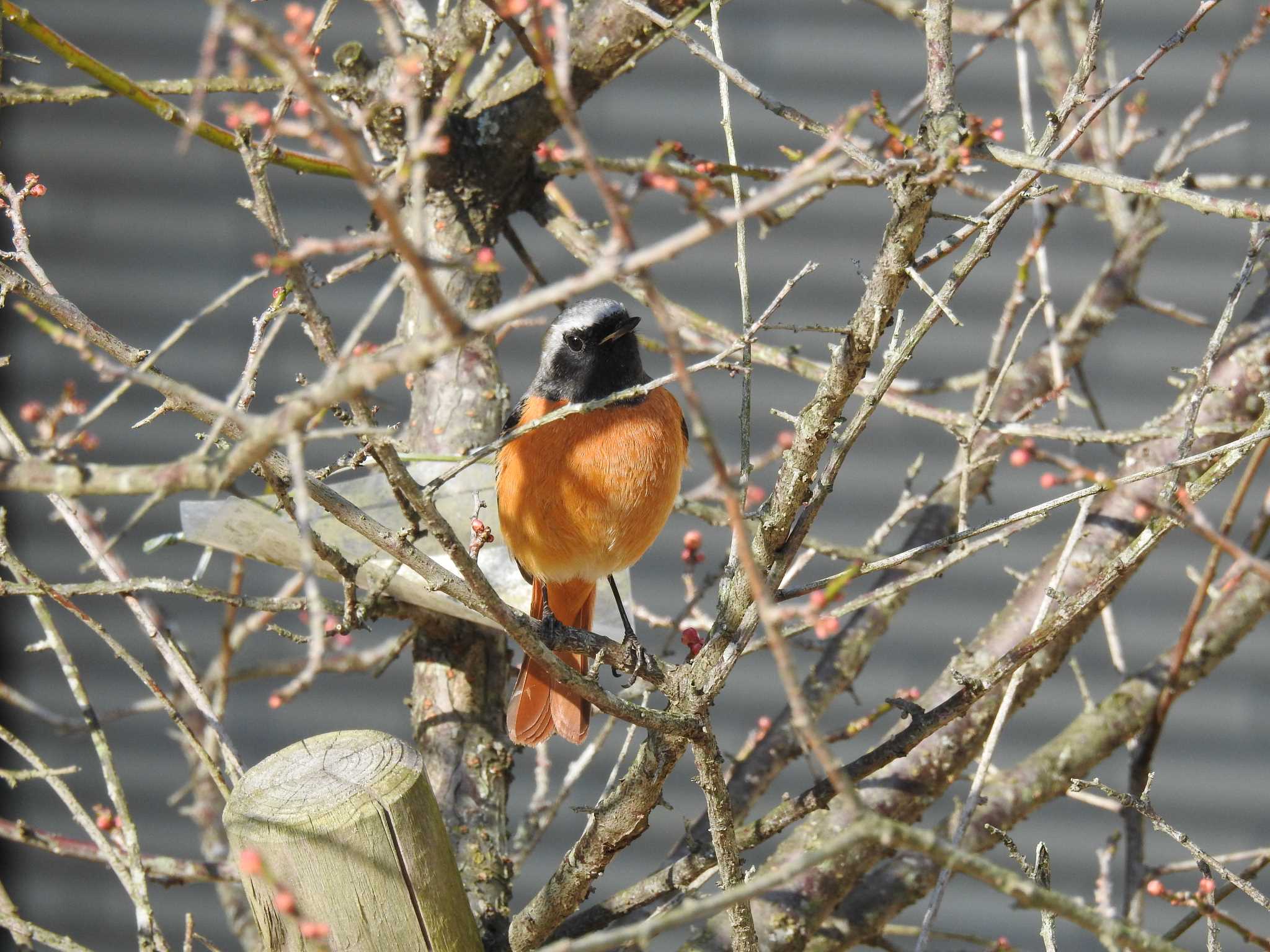 Daurian Redstart