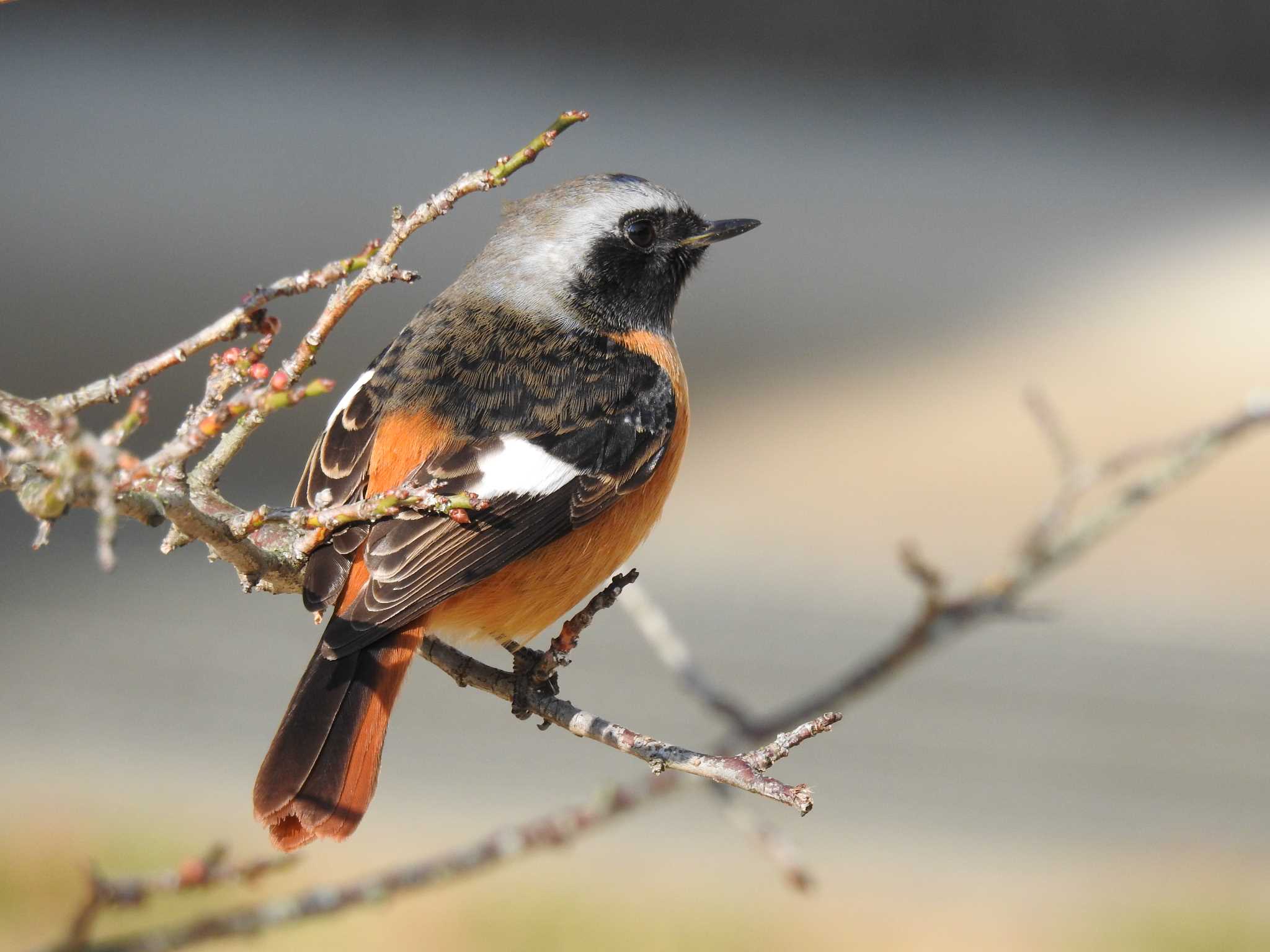 Daurian Redstart